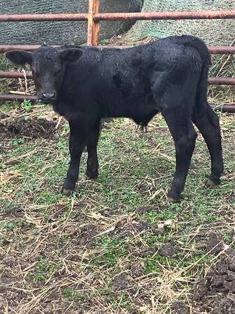 Bull calf 1