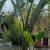 Bird Of Paradise 1 thumbnail