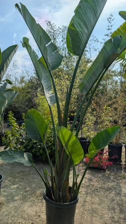 Bird Of Paradise 1