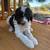 Standard Poodle Puppies 3 thumbnail
