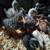 Bantam assorted chicks 5-8 weeks old Silky Sebright Barred Old English 3 thumbnail