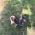 German shepher 1 thumbnail