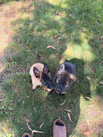 German shepher 1