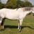 10yo gelding 1 thumbnail