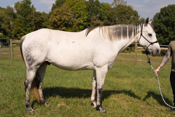 10yo gelding 1