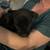 Lab puppies 6-8 weeks old 11 thumbnail