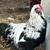 English Orpington Rooster, Indio mixes, EE and Dark Brahma/Salmon Faverolles mix 6 thumbnail