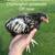 Chickens and Ducks 7 thumbnail
