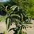 Loquat 7 thumbnail