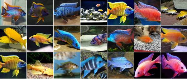 Assorted Peacock and Haplochromis cichlids African Cichlids 1