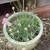 Quality Bulk Potting / Grow Soil - Lowered Price 5 thumbnail