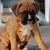 AffectionateDOG boxerPups-- 1 thumbnail