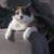 Calico cat 1 thumbnail