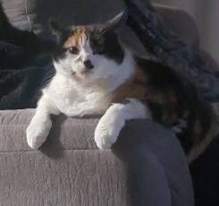 Calico cat 1