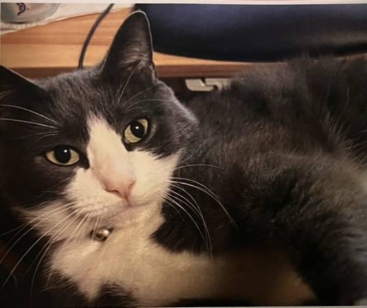 Lost big grey male cat in Vancouver- have you seen Pebbles? (Vancouver mall)