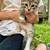 Kittens 4 thumbnail