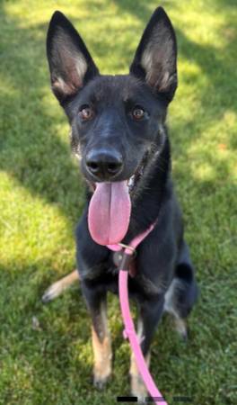 Looking to adopt dog good with cats other dogs