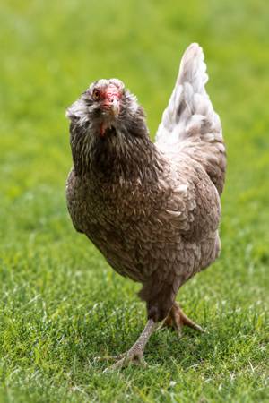 Laying Age Easter Egger Hens 1