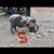 Kune Kune piglets 6 thumbnail