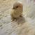 Ermine Americauna Chicks 11 thumbnail
