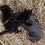 Kittens 1 thumbnail