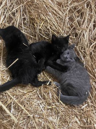 Kittens 1