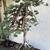 Juniper Bonsai 4 thumbnail