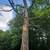 LANDSCAPING TREE REMOVAL FREE ESTIMATES (Waukesha,Pewaukee,delafield 3 thumbnail