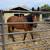 Small horse 1 thumbnail