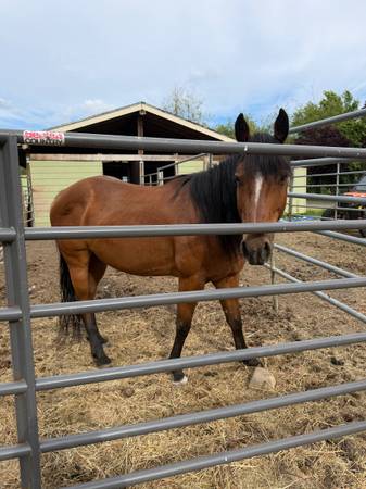 Small horse 1