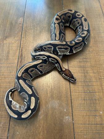 Beautiful adult ball python, wonderful pet