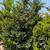 Waxleaf Privet 3 thumbnail