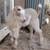 Mini lamancha buckling 5 thumbnail