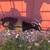 Nigerian Dwarf Doe 3 thumbnail