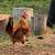 Rooster 3 thumbnail