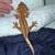 Crested geckos 6 thumbnail