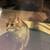 Lost Tabby Cat 1 thumbnail