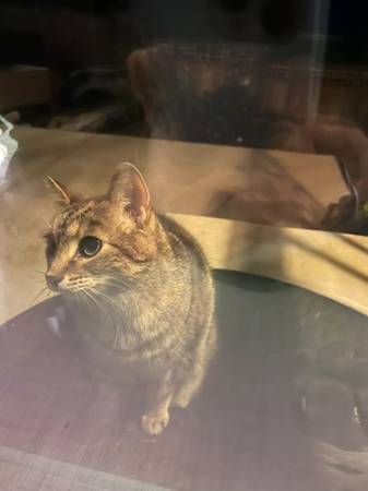 Lost Tabby Cat 1