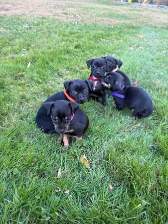 Cachorros hembras de chihuahua (Fairfield)