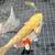 Koi fish 1 thumbnail