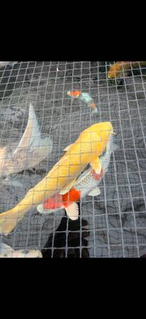 Koi fish 1