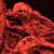 Snowflake Bobwhite Quail Chicks 4 thumbnail