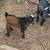 Young bucklings 10 thumbnail