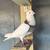 Pigeons 9 thumbnail