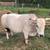 Mini Zebu Mini Jersey Steer 5 thumbnail