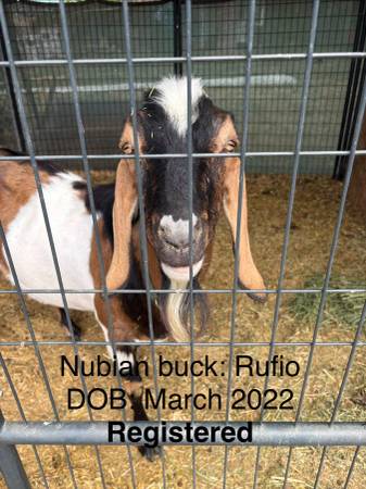 Nubian buck goats 1