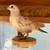 White Homing Pigeons. Wedding Doves 9 thumbnail