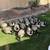 Goose Decoys 2 thumbnail