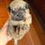 Toy poodle  mix (pugapoo) 4 thumbnail