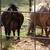 Nigerian Dwarf buckling 4 thumbnail